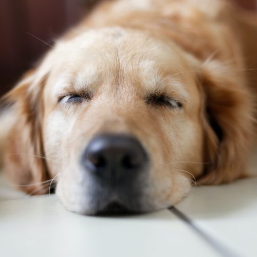 Jak naučit spát štěně celou noc?