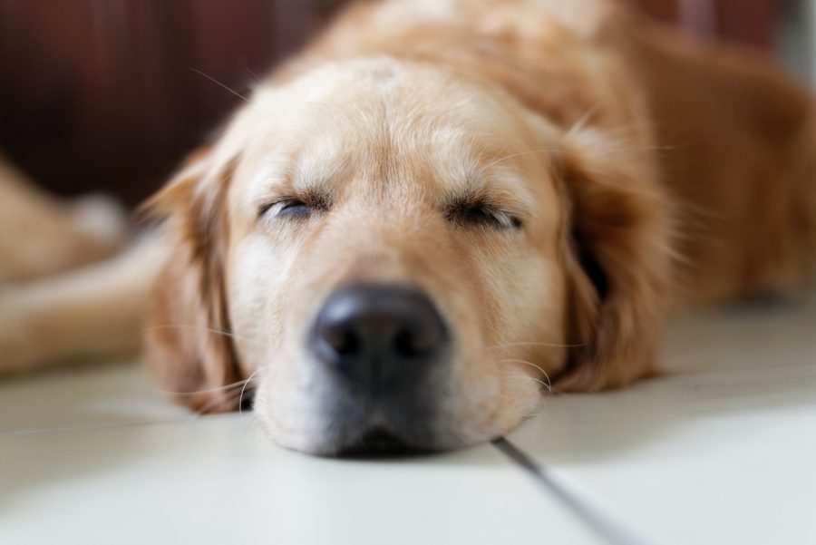 Jak naučit spát štěně celou noc?