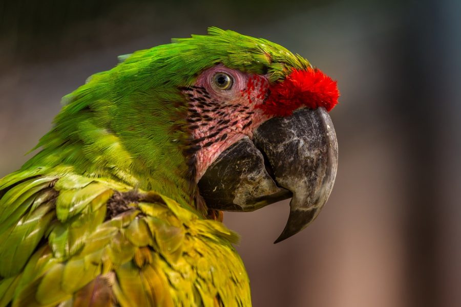 Nejméně hlučný papoušek: 4 nejlepší druhy do bytu!