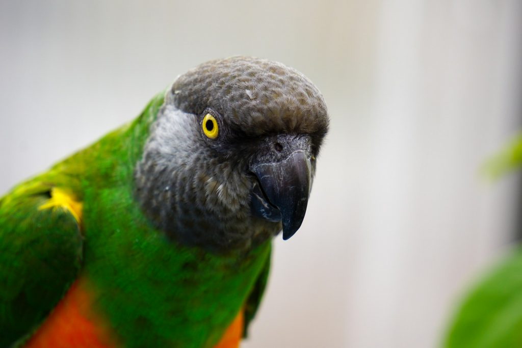 Senegalský papoušek