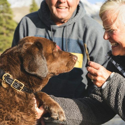 Psi pro seniory: tipy na 3 skvělá plemena
